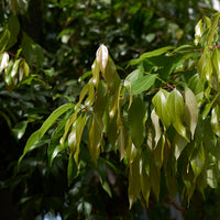 Cannelle (Cinnamomum burmannii) - Eau essentielle bio
