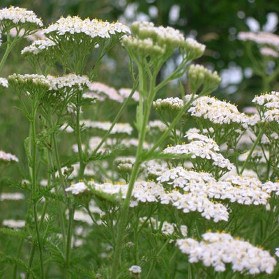 Achillée millefeuille Québec (Achillea millefolium) - Huile essentielle bio