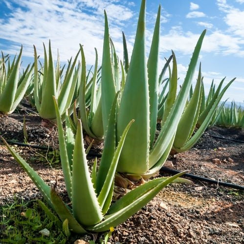 Aloe vera, gel pur, biologique