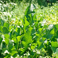 Raifort (Armoracia lapathifolia) - Huile gastronomique bio