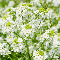 Raifort (Armoracia lapathifolia) - Huile gastronomique bio
