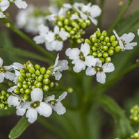 Raifort (Armoracia lapathifolia) - Huile gastronomique bio