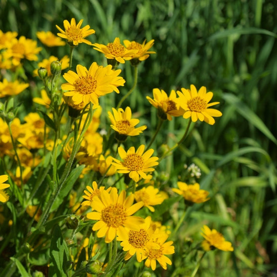 Arnica (Arnica montana) - Macérat huileux bio