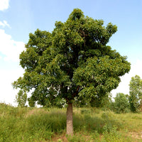 Karité (Butyrospermum parkii) - Beurre végétal bio