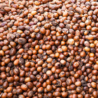 Karité (Butyrospermum parkii) - Beurre végétal bio