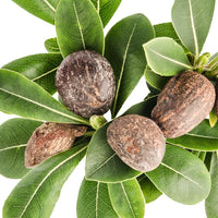 Karité (Butyrospermum parkii) - Beurre végétal bio