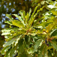 Karité (Butyrospermum parkii) - Beurre végétal bio
