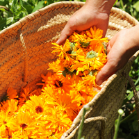 Calendula (Calendula officinalis) - Organic Oily Macerate