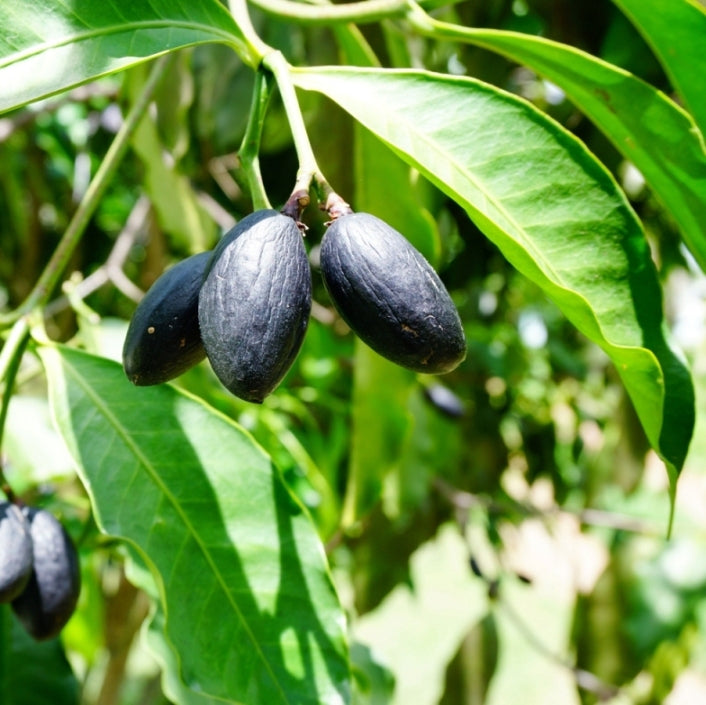 Élémi (Canarium luzonicum) - Huile essentielle