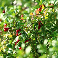 Pépins de canneberge Québec (Vaccinium macrocarpon) - Huile végétale vierge bio