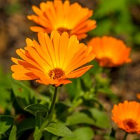 Calendula (Calendula officinalis) - Organic Oily Macerate