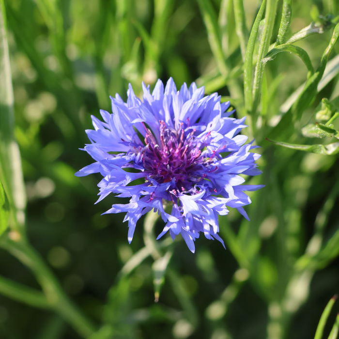 Centaurée bleuet (Centaurea cyanus) - Hydrolat biologique du Québec