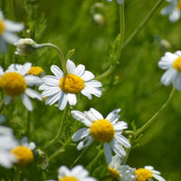 Camomille romaine (Chamaemelum nobile) - Eau essentielle bio