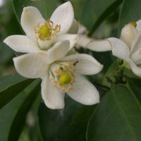 Néroli (Citrus aurantium ssp. amara) - Parfum 10 ml