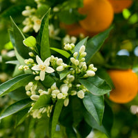 Néroli (Citrus aurantium ssp. amara) - Parfum 10 ml