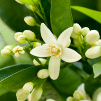 Néroli (Citrus aurantium ssp. amara) - Parfum 10 ml