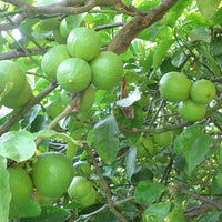 Bergamote zeste distillé (Citrus bergamia) - Huile essentielle bio
