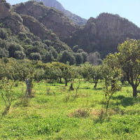 Bergamote zeste distillé (Citrus bergamia) - Huile essentielle bio