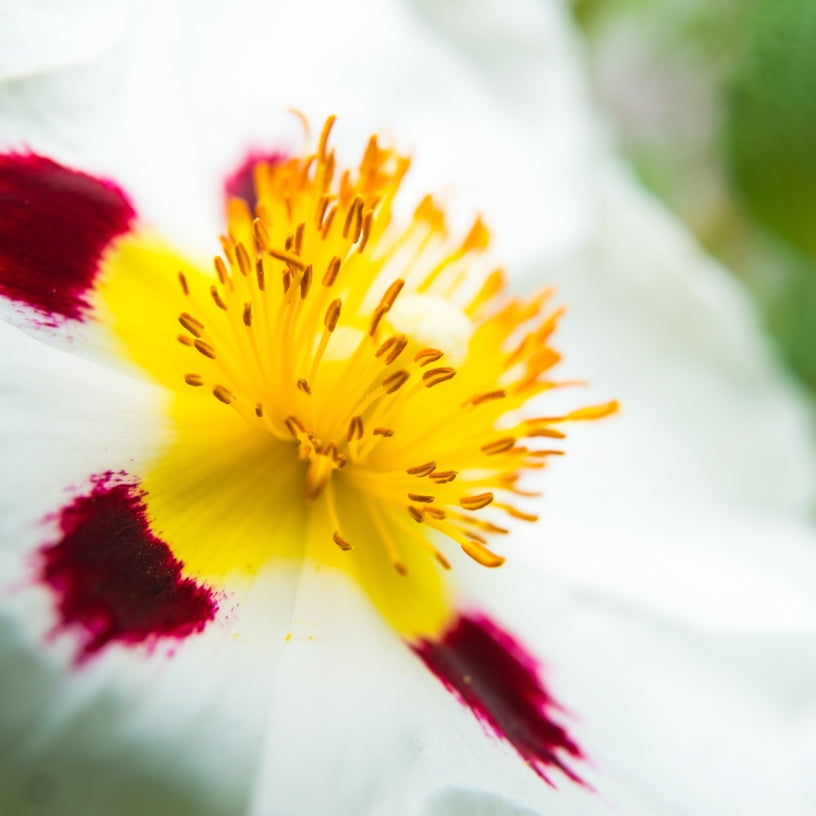 Ciste ladanifère (Cistus ladaniferus) - Huile essentielle bio