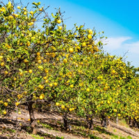 Citron (Citrus limonum) - Huile gastronomique bio
