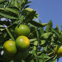 Green mandarin zest (Citrus reticulata) - Organic Gourmet Oil