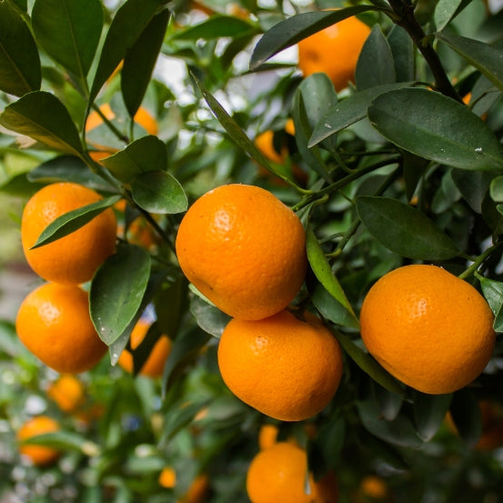 Mandarin Red Zest (Citrus reticulata) - Organic Essential Oil
