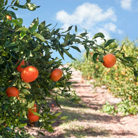 Green mandarin zest (Citrus reticulata) - Organic Gourmet Oil