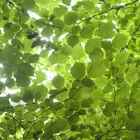 Hazelnut (Corylus avellana) - Vegetable oil