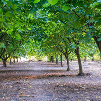 Hazelnut (Corylus avellana) - Vegetable oil