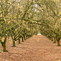 Hazelnut (Corylus avellana) - Vegetable oil