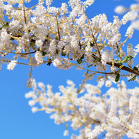 Myrrh (Commiphora myrrha) - Essential Oil