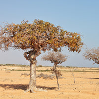 Myrrh (Commiphora myrrha) - Essential Oil