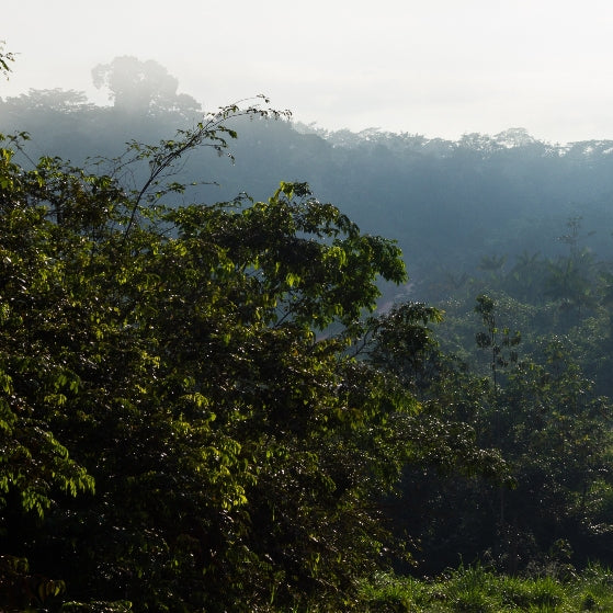 Copahu (Copaiba) (Copaifera officinalis) - Huile essentielle