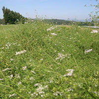 Coriander leaf (Coriandrum sativum) - Organic Gourmet Oli