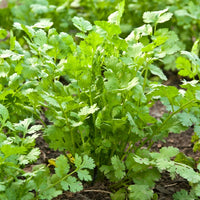 Coriander leaf (Coriandrum sativum) - Organic Gourmet Oli