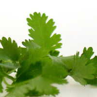 Coriander leaf (Coriandrum sativum) - Organic Gourmet Oli