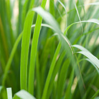 Palmarosa (Cymbopogon martinii) - Organic Essential Oil