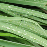 Palmarosa (Cymbopogon martinii) - Organic Essential Oil
