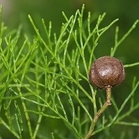 Cyprès bleu d'Australie (Callitris intratropica) - Huile essentielle