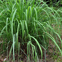 Citronella (Java)(Cymbopogon winterianus) - Organic Essential Oil