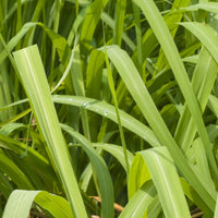 Citronella (Java)(Cymbopogon winterianus) - Organic Essential Oil