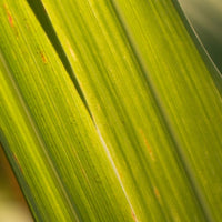 Citronella (Java)(Cymbopogon winterianus) - Organic Essential Oil
