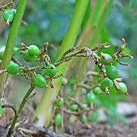 Cardamome (Elettaria cardamomum) - Huile gastronomique bio