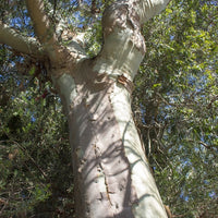 Eucalyptus Lemon-scented Gum (Eucalyptus citriodora) - Organic Essential Oil