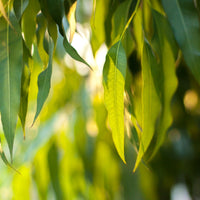 Eucalyptus Radiata (Eucalyptus radiata) - Organic Essential Oil