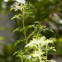 Davana (Artemisia pallens) - Organic Essential Oil