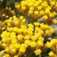 Hélichryse italienne (Helichrysum italicum) - Hydrolat bio