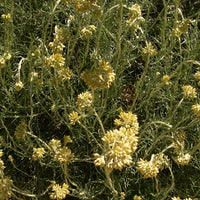 Hélichryse italienne (Helichrysum italicum) - Hydrolat bio