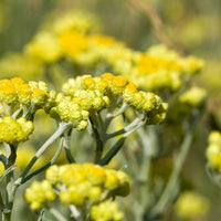 Hélichryse italienne (Helichrysum italicum) - Hydrolat bio