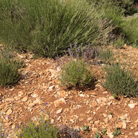 Lavandin burnati super (Lavandula burnatii) - Huile essentielle bio